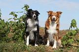 BORDER COLLIE 014